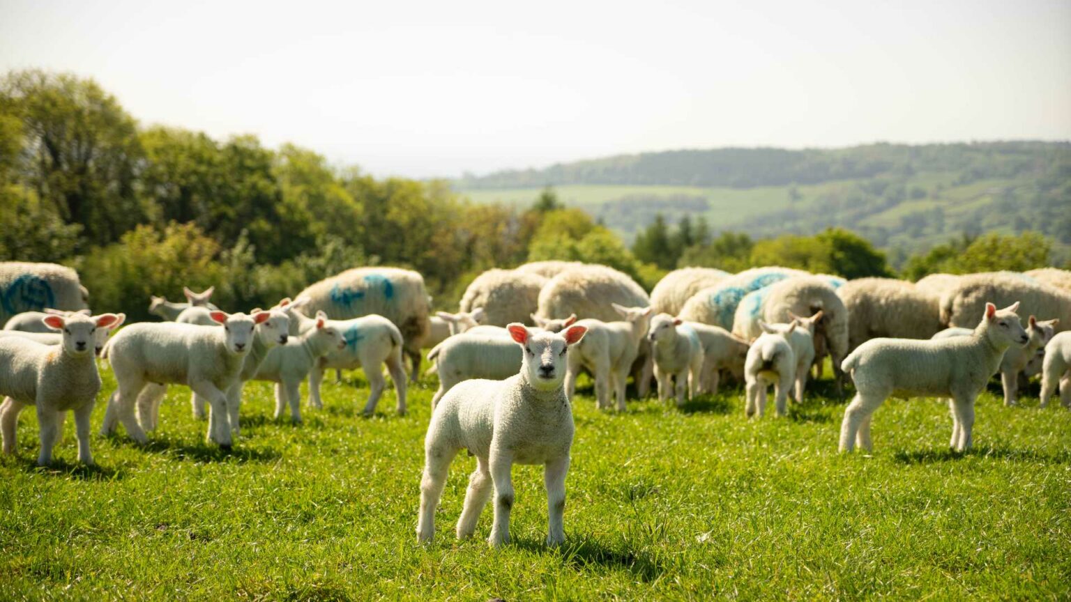Lambing Spectam Shortage: Spectam Scour Halt (produced by Ceva Animal Health) is currently experiencing availability issues.