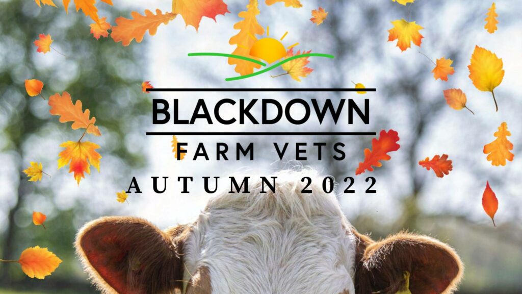 Welcome to Blackdown Farm Vets Autumn Newsletter! After a busy and extremely hot Summer, Autumn is finally here.