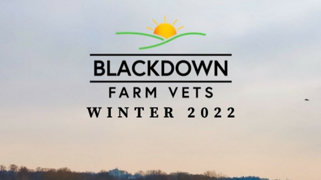 Blackdown Farm Vets Winter 2022 Newsletter